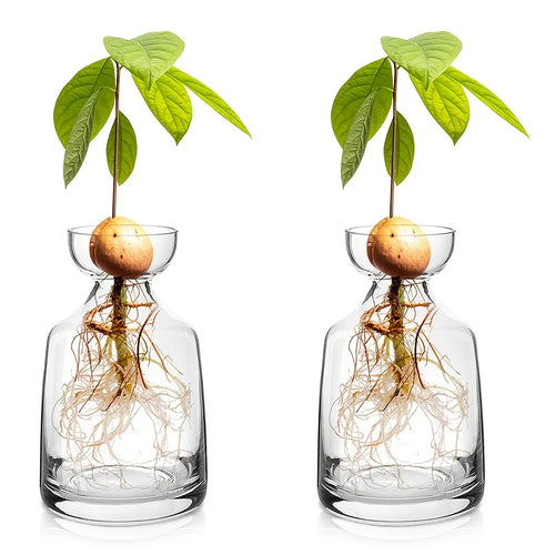 vases verre transparents pots semis modernes germination avocat racines feuilles croissance jardinage amateur