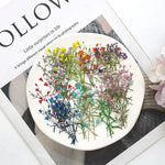 fleurs séchées multicolores petite taille décoration maison anniversaire baby shower naturelle rustique