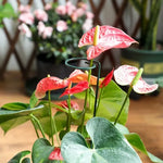 support floral métal vert moderne 55x6cm 45x6cm 35x6cm jardin rose légume vigne