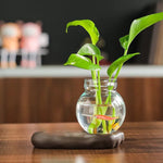 vase verre transparent plante figurine monks artisanal décoration table maison étude balcon living room