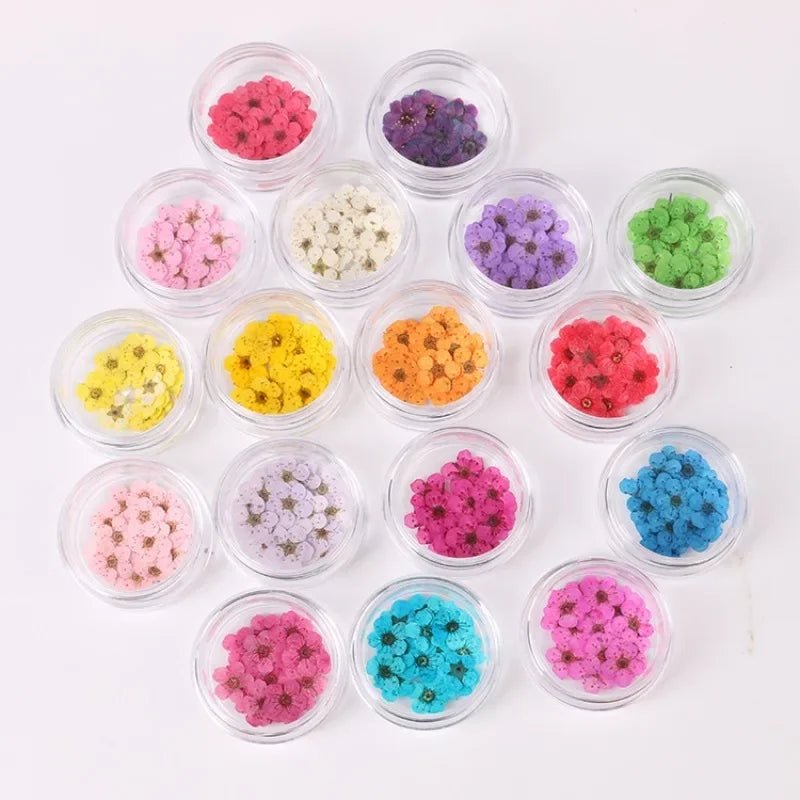 fleurs séchées multicolores naturelles décoration maison nail art DIY anniversaire simples opaques variées mixtes