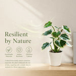 plante artificielle verte feuilles ovales moderne décoration intérieure pot branches naturelles