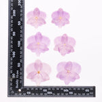 fleurs séchées phalaenopsis violettes blanches jaunes naturelles décoration artisanale intérieur