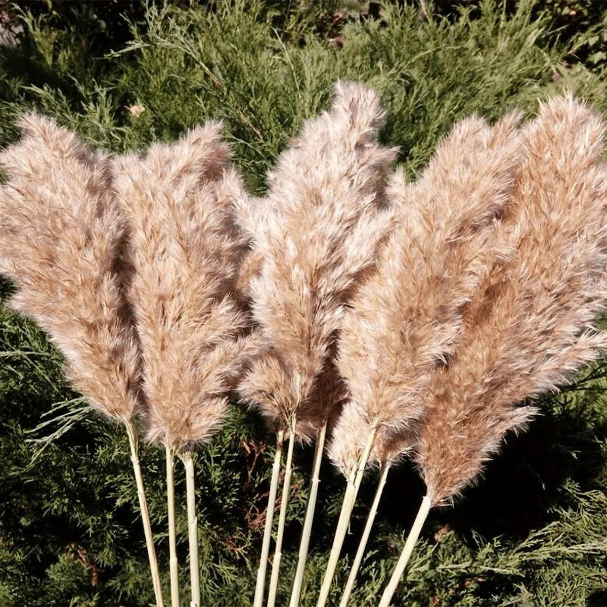 décoration boho plante séchée pampa blanche naturelle intérieur anniversaire mariage