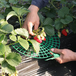 grille plantation fraises vert maille régulière pratique moderne fixations tiges balcon jardin anti salissure