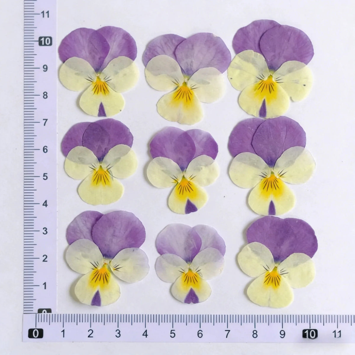 fleurs pressées violettes jaunes oranges decoration moderne assiette decoupe anniversaire intérieur maison