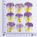 fleurs pressées violettes jaunes oranges decoration moderne assiette decoupe anniversaire intérieur maison