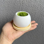 cache pot blanc silicone moderne plateau bois 9.3cm 6.5cm decoration fleurs bougies ciment succulentes