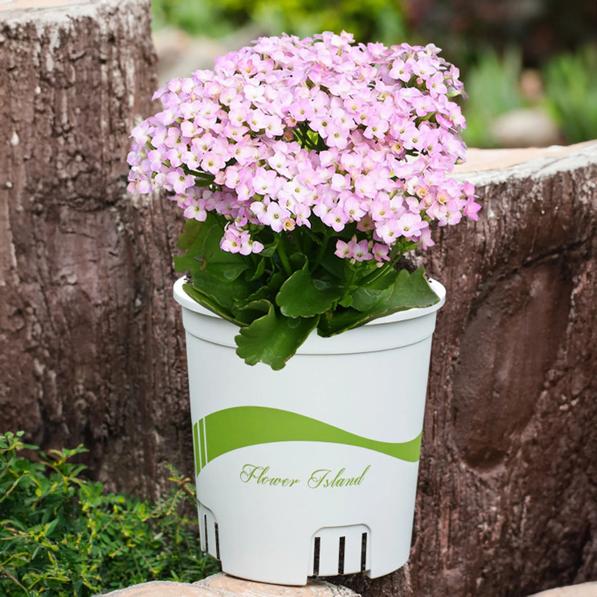 pots fleurs modernes transparents plastique grille tailles adhésif support fleur couvercle