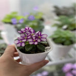 pots plantes autoarrosants blancs moderne 12.5cm 15cm 23cm ventilation grille tailles trous d'aération