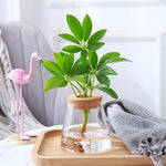 vase verre texturé moderne transparent couvercle liège décoration table hydroponie plantes