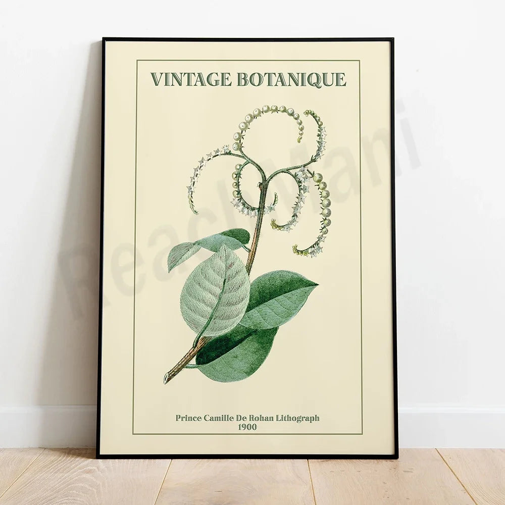 Une belle illustration botanique vintage représentant une plante avec des feuilles vertes et des fleurs délicates.