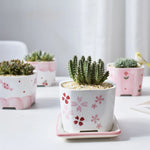 pots céramique porcelaine moderne rose blanc fleurs succulentes décoration plantes vertes ornement maison