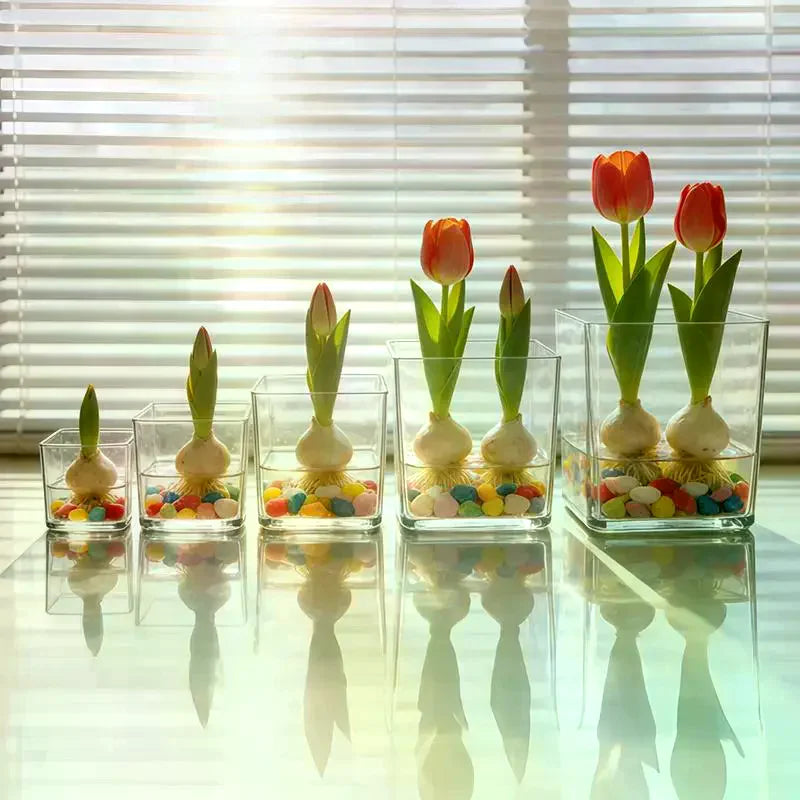 cube verre transparent moderne pot culture plantes intérieur extérieur 8cm 10cm 12cm 15cm 18cm