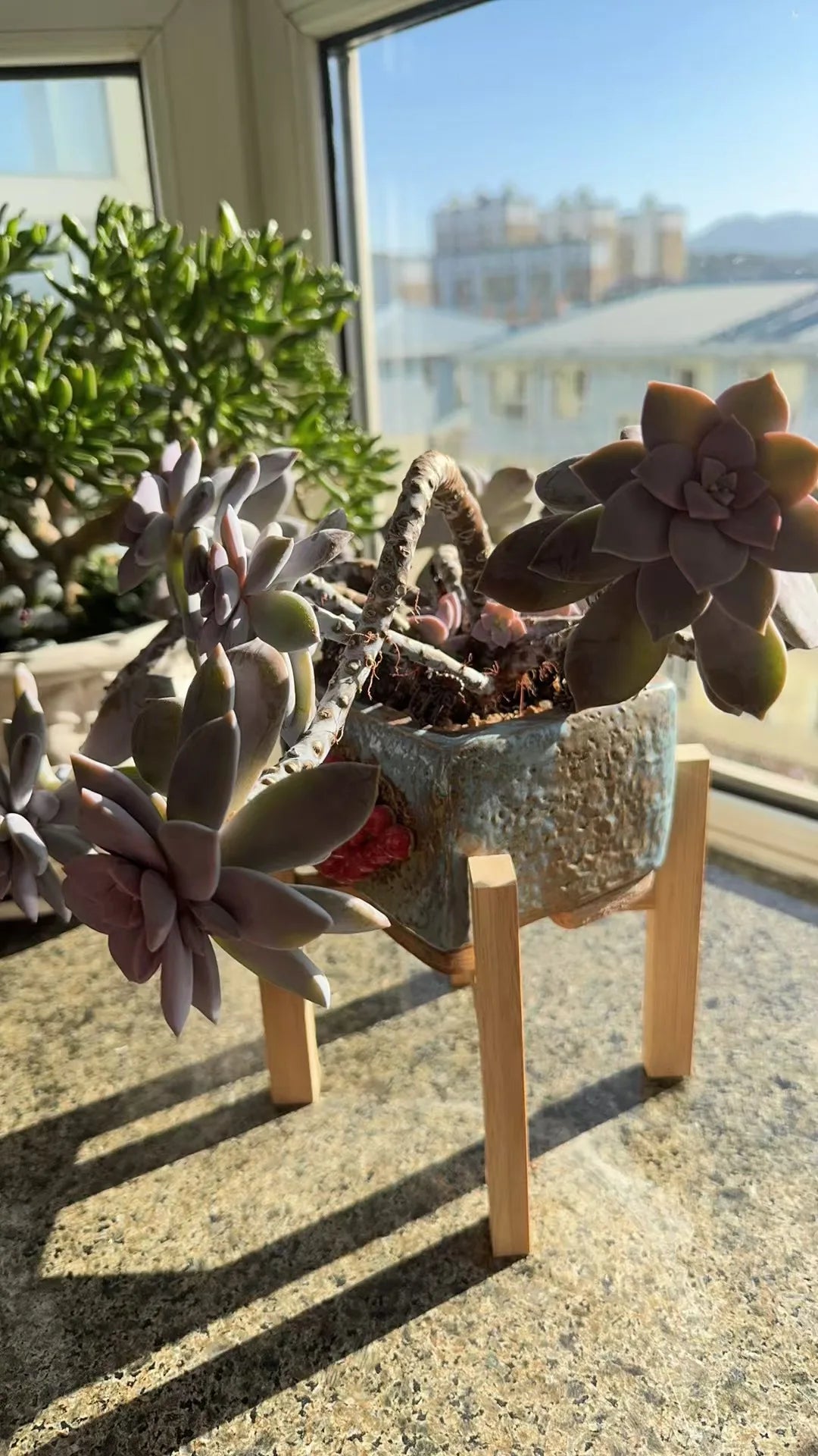 support plante bois minimaliste moderne lisse strié naturel small medium large
