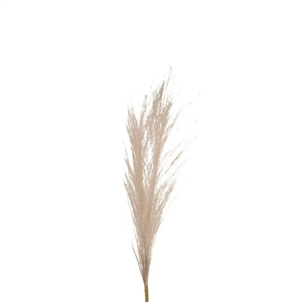 plumes sèches naturelles rustiques finement texturées décoration intérieure maison fête anniversaire