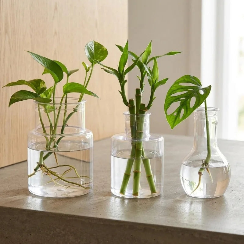 vases hydroponiques transparents modernes plantes tables jardins décoration bureaux