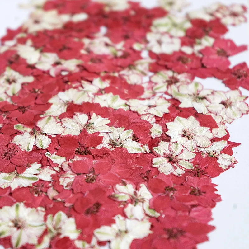 fleurs séchées décoratives multicolores décoration maison événements festifs 24 pièces