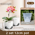 pots orchidées modernes blancs transparents 15cm 12cm 10cm aircone racines rebondissement