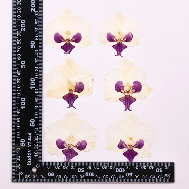 fleurs séchées phalaenopsis violettes blanches jaunes naturelles décoration artisanale intérieur
