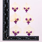 fleurs séchées phalaenopsis violettes blanches jaunes naturelles décoration artisanale intérieur