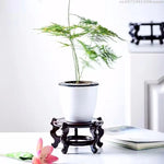 support plante bois sculpté main classique marron foncé orné display stand plantes trépied multifonction