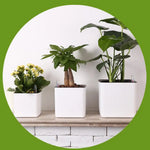 pot plante autoarrosant indicateur eau blanc moderne plantes fleurs herbes légumesintérieurextérieur