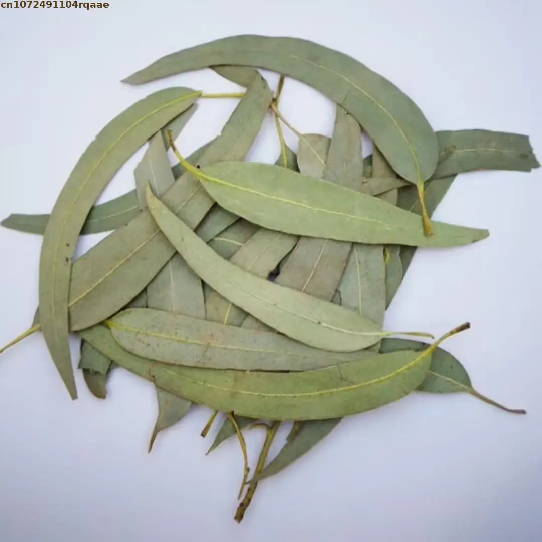 feuilles eucalyptus sèches vert clair decoration mariage intérieur parfumées naturelles rustiques 100g 200g 400g