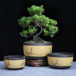 pots bonsaï porcelaine beige noir vert olive branches fleurs dessinées classique traditionnel
