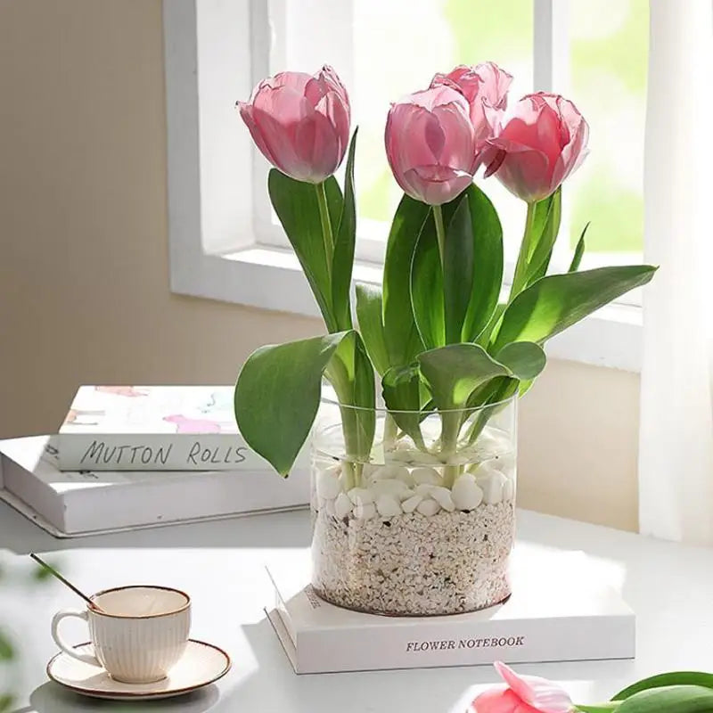 mini jardins verre transparent plante pierre sucre coloré moderne minimalisteintérieurextérieur