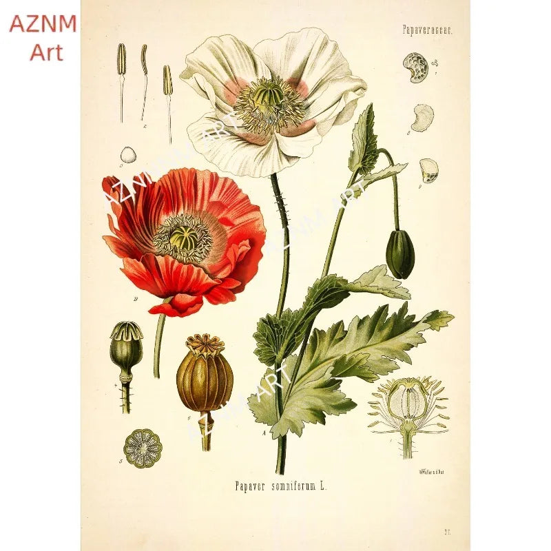 affiche toile fleurs botaniques vintage décoration murale salon peinture fleurs sauvages classique