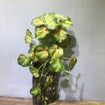 plantes artificielles feuilles ovales vert clair vert foncé naturel accrochées extérieur decoration 90cm 23feuilles