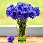 fleurs séchées bleues naturelles décoration maison mariage anniversaire baby shower intérieur artisanat