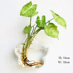 vase transparent moderne verre plante racines intérieur décoration hydroponique fleur