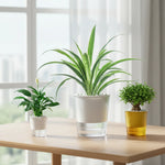 pots plantes auto arrosants résine translucide couleurs blanc vert jaune nervures vintage