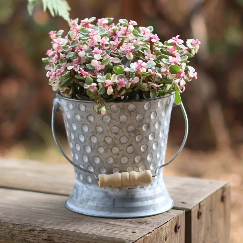 seau decoratif rustique succulentes transparents vase verre fleurs blanches textures vieillies