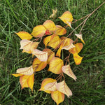 bouquet artificiel feuilles orange moderne minimaliste intérieur décoration simple brillant fil fer