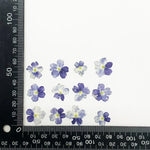 fleurs séchées violet rose blanc décor maison DIY craft nail art maquillage artisanales kit