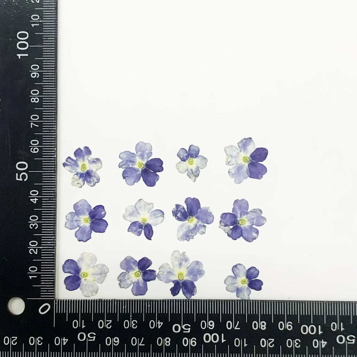 fleurs séchées violet rose blanc décor maison DIY craft nail art maquillage artisanales kit