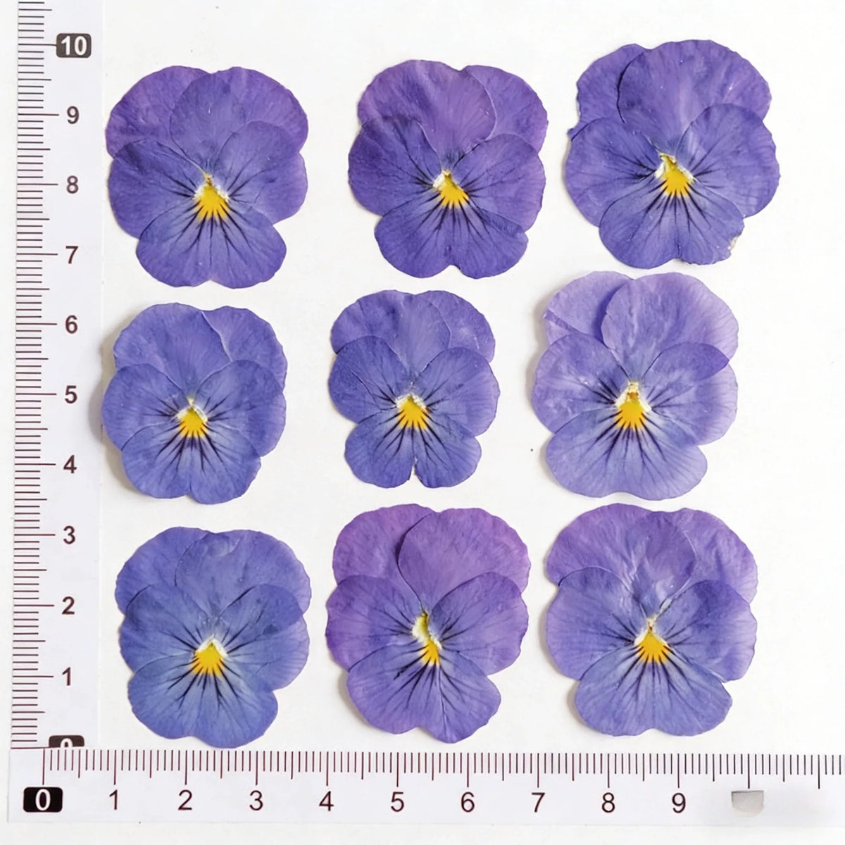 fleurs pressées violettes jaunes oranges decoration moderne assiette decoupe anniversaire intérieur maison