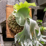 plaque murale bois suspendue plante fougère mousse dense rustique minimalisteintérieurextérieurvertical