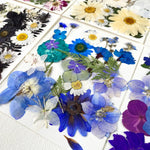 fleurs séchées naturelles bleu blanc rouge violet jaune vert décoration maison intérieur anniversaire