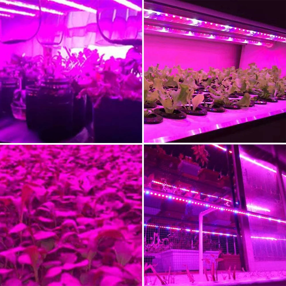 ruban led violet croissance plante moderne 5v 60 led 50000h usb