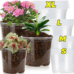 pots fleurs transparents modernes drainage holes ensemble plantes herbes cactus