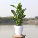 pot fleur hydroponique auto arrosage moderne blanc rayures verticales plante verte intérieur