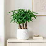pots fleurs auto arrosants plantes vertes moderne geometrie feuilles ovales plastique blanc