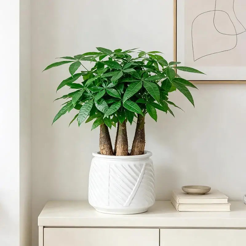 pots fleurs auto arrosants plantes vertes moderne geometrie feuilles ovales plastique blanc
