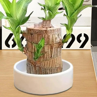 Mini plateau en bois brésilien rouge pour plantes hydroponiques sur un bureau