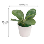 plantes artificielles vertes pot feuilles simples moderne décoration intérieure table ordinateur