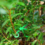 pinces support tiges plantes étoile verte boucles hydroponie maintien branches pots fleurs